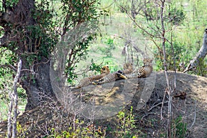 Three CheetahÃ¢â¬â¢s lying relaxing on a big boulder during the day